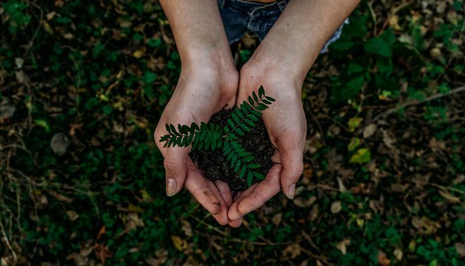 Hands nurturing new growth